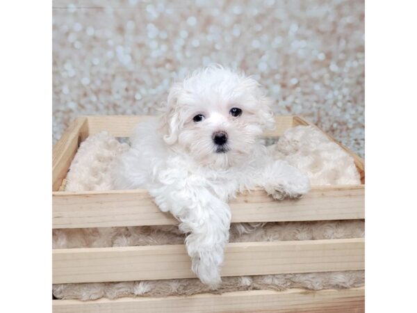 Maltese DOG Female White 16562 Petland Fairfield, Ohio