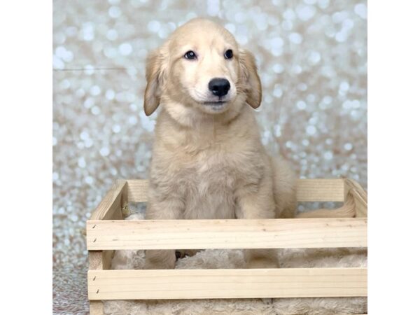 Golden Retriever DOG Female Golden 16565 Petland Fairfield, Ohio