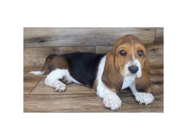 Basset Hound DOG Male Black Tan / White 16569 Petland Fairfield, Ohio