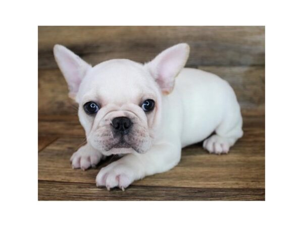 French Bulldog DOG Male Cream 16568 Petland Fairfield, Ohio