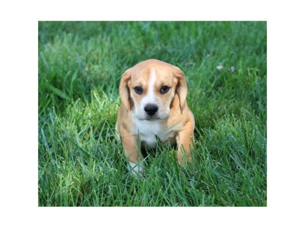 Beagle/English Bulldog DOG Female Fawn / White 16570 Petland Fairfield, Ohio