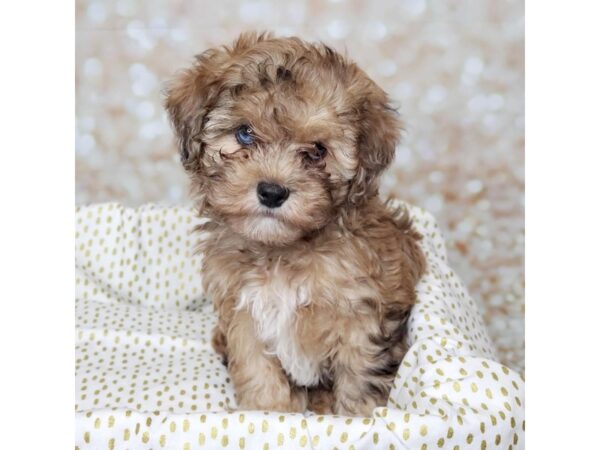 Havapoo DOG Male Brown/White 16571 Petland Fairfield, Ohio