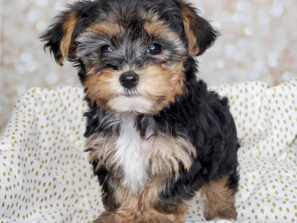 Yorkiepoo-DOG-Male-Black/Tan-16572-Petland Fairfield, Ohio