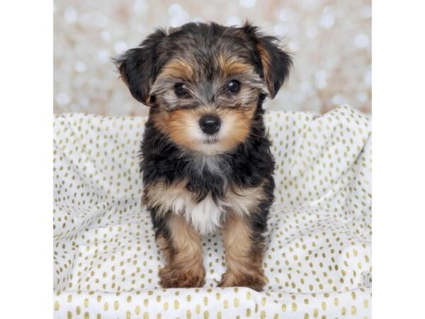 Yorkiepoo DOG Female Black/Tan 16573 Petland Fairfield, Ohio