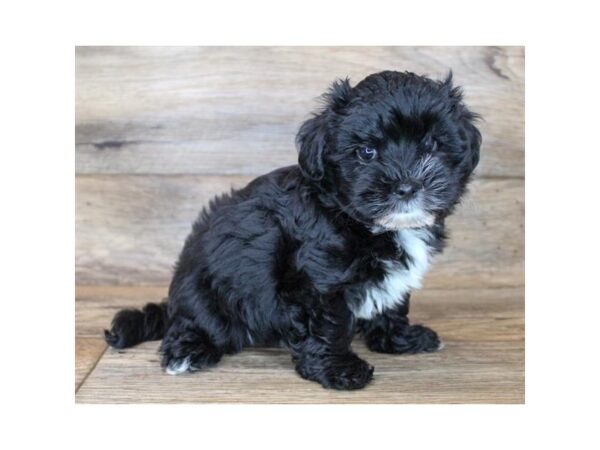 Maltipoo DOG Male Black 16595 Petland Fairfield, Ohio