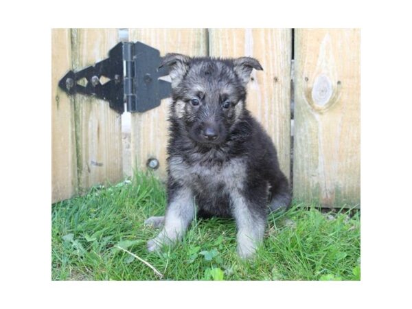 German Shepherd Dog DOG Female Black/Tan 16598 Petland Fairfield, Ohio