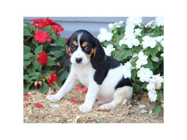 Cavalier King-DOG-Male-Black Tan / White-16600-Petland Fairfield, Ohio