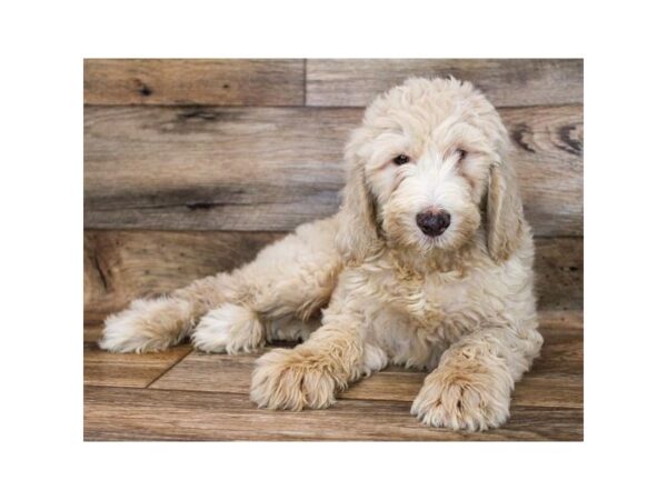 Goldendoodle DOG Male Apricot 16593 Petland Fairfield, Ohio