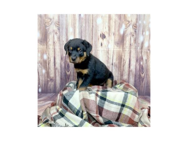 Rottweiler DOG Male Black / Rust 16578 Petland Fairfield, Ohio