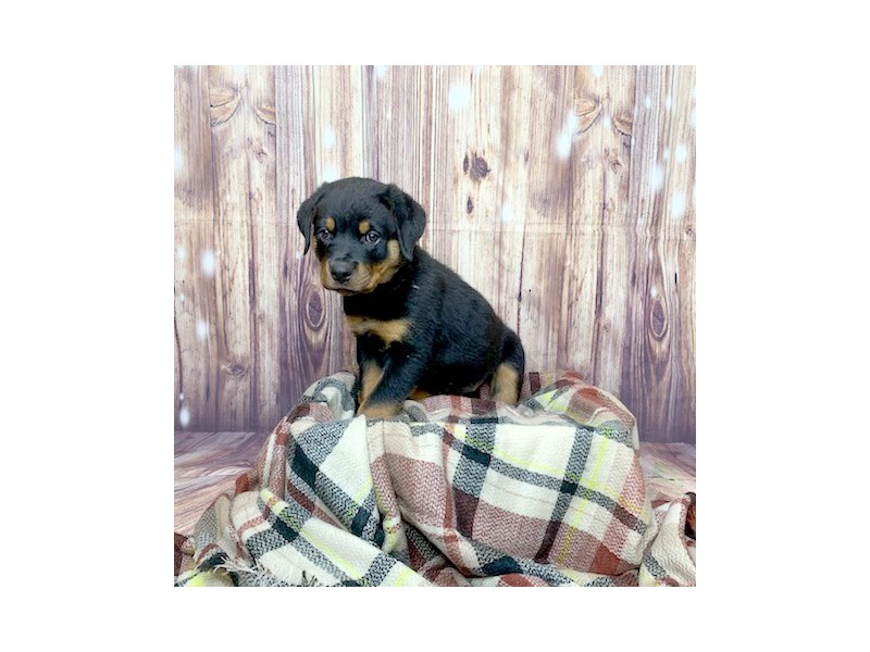 Rust Colored Rottweiler Rottweiler Puppy Black / Rust ID:16578 Located at Petland Fairfield, Ohio