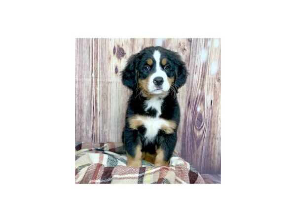 Bernese Mountain Dog-DOG-Female-Black Tri-16580-Petland Fairfield, Ohio