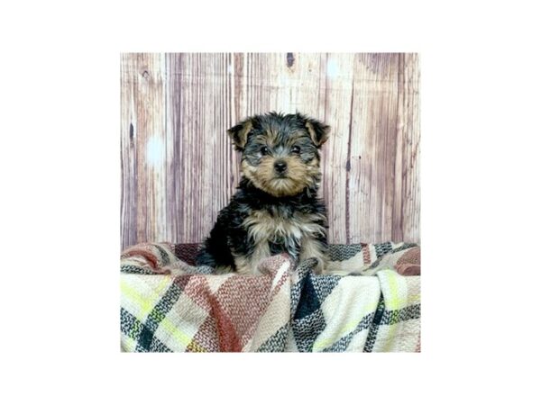 Yorkshire Terrier DOG Male Black/Tan 16581 Petland Fairfield, Ohio