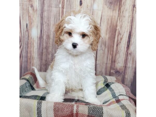 Cavapoo DOG Male Blenheim 16601 Petland Fairfield, Ohio