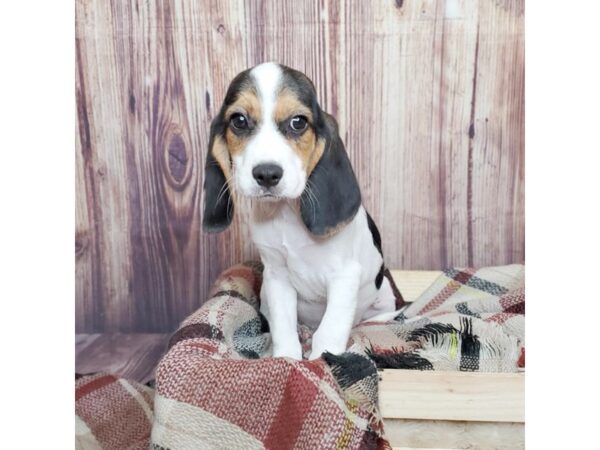 Cavalier King-DOG-Male-Black Tan / White-16599-Petland Fairfield, Ohio