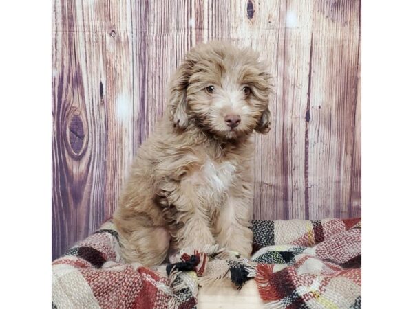 Aussiedoodle Mini-DOG-Female-Chocolate Merle-16596-Petland Fairfield, Ohio