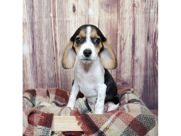 Beagle DOG Female Black Tan / White 16592 Petland Fairfield, Ohio