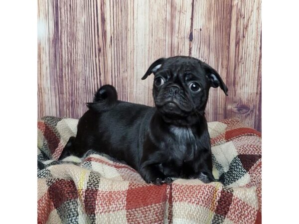 Pug DOG Female Black 16590 Petland Fairfield, Ohio