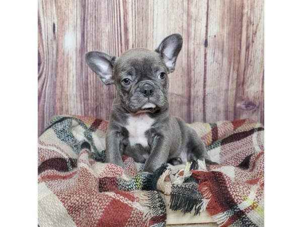 French Bulldog DOG Male Blue 16588 Petland Fairfield, Ohio