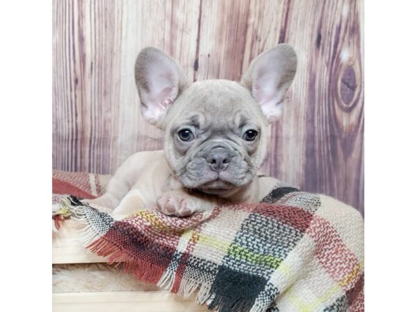 French Bulldog DOG Female Fawn/Blue 16587 Petland Fairfield, Ohio