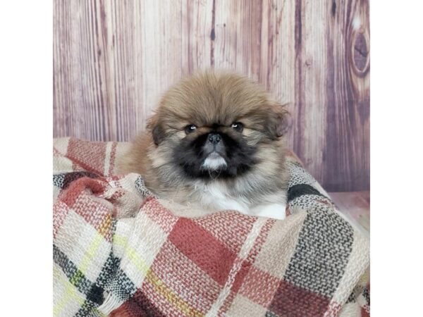 Pekingese DOG Male Brown 16582 Petland Fairfield, Ohio