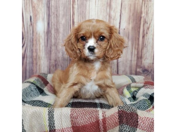 Cavalier King Charles Spaniel DOG Female Ruby 16576 Petland Fairfield, Ohio