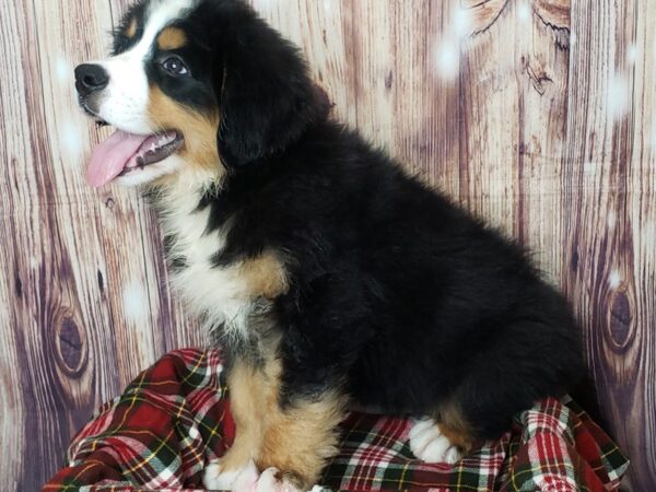 Bernese Mountain Dog DOG Male Black Tri 16579 Petland Fairfield, Ohio