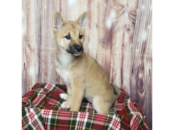 Shiba Inu DOG Female Red Sesame 16594 Petland Fairfield, Ohio