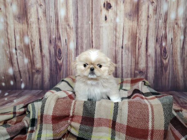 Pekingese DOG Female Cream 16583 Petland Fairfield, Ohio