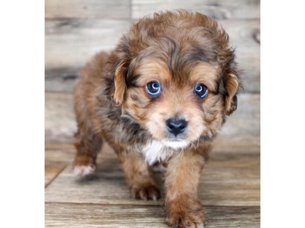 Aussiedoodle Mini-DOG-Male-Red Sable-16602-Petland Fairfield, Ohio