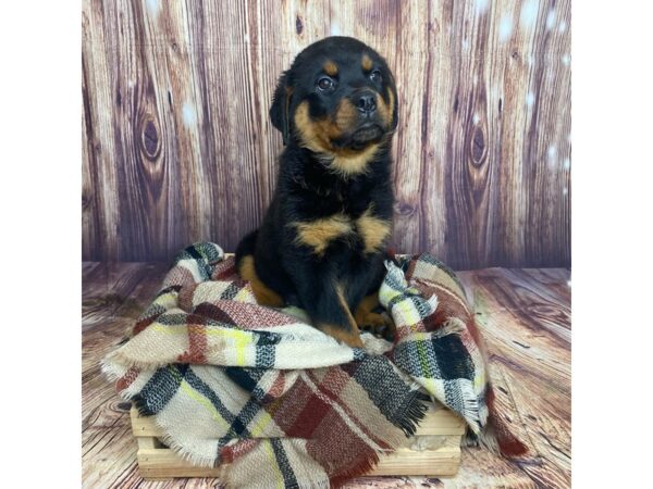 Rottweiler DOG Female Black / Rust 16577 Petland Fairfield, Ohio