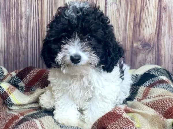 Poodle DOG Female Black/White 16584 Petland Fairfield, Ohio