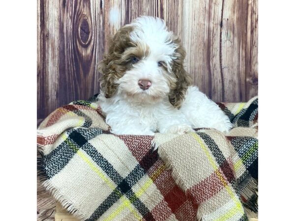 Cockapoo DOG Male Brown/White 16589 Petland Fairfield, Ohio