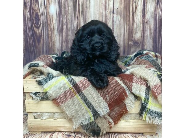 Cocker Spaniel DOG Female Black / White 16608 Petland Fairfield, Ohio