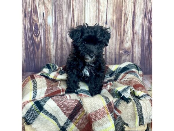 Yochon-DOG-Female-Black/White-16585-Petland Fairfield, Ohio