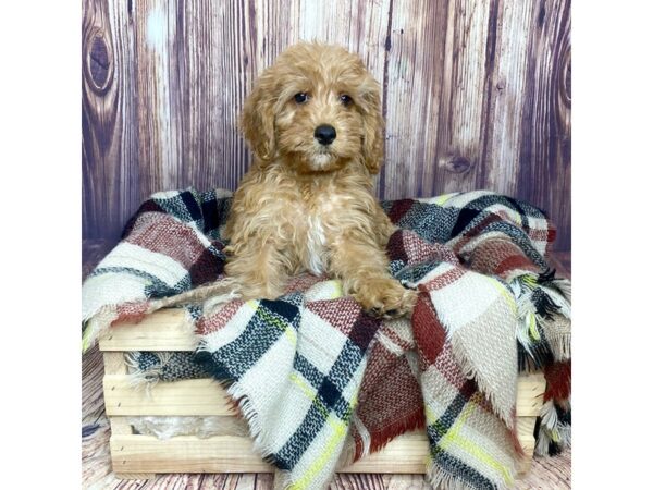 Irishdoodle Mini-DOG-Female-Red-16606-Petland Fairfield, Ohio