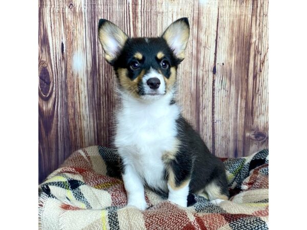 Auggie-DOG-Female-Black Tri-16610-Petland Fairfield, Ohio