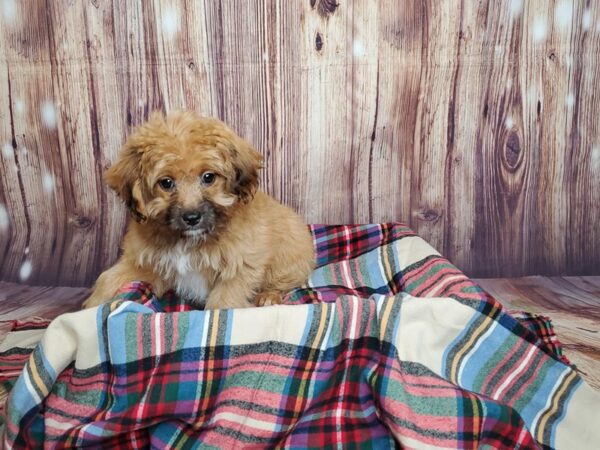 Aussiedoodle DOG Female Red Sable 16566 Petland Fairfield, Ohio