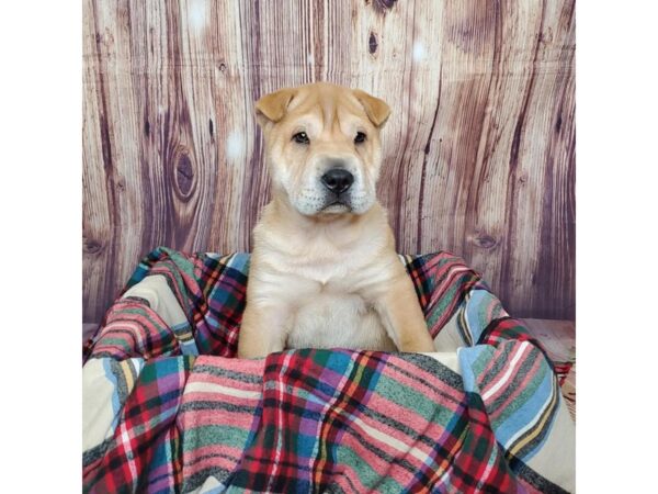 Chinese Shar-Pei-DOG-Male-Red-16604-Petland Fairfield, Ohio