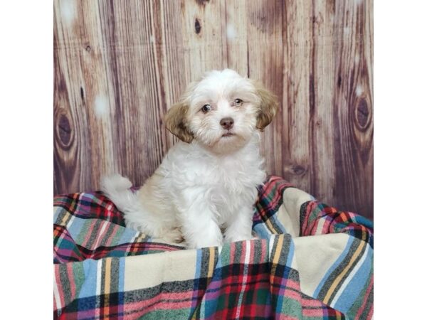 Teddy Bear-DOG-Female-Chocolate Sable-16605-Petland Fairfield, Ohio