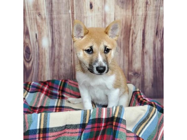 Shiba Inu DOG Female Red Sesame 16607 Petland Fairfield, Ohio