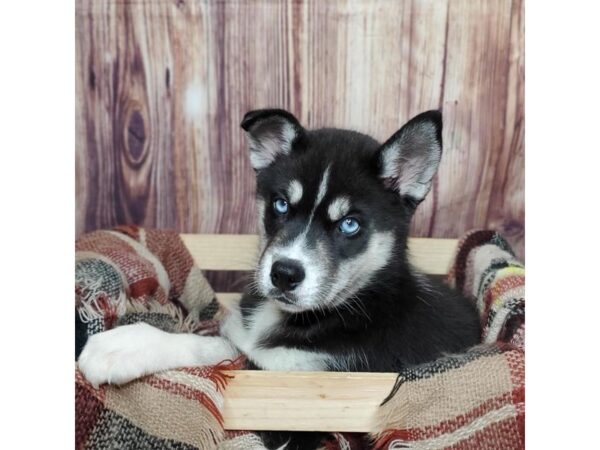 Siberian Husky DOG Female Black/White 16612 Petland Fairfield, Ohio