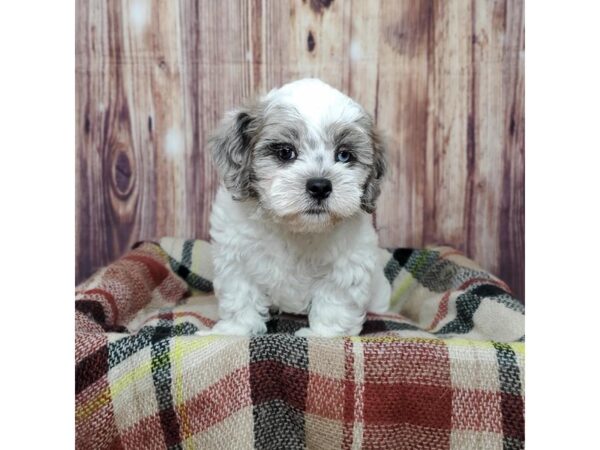 Shih Poo DOG Male Brown/White 16613 Petland Fairfield, Ohio