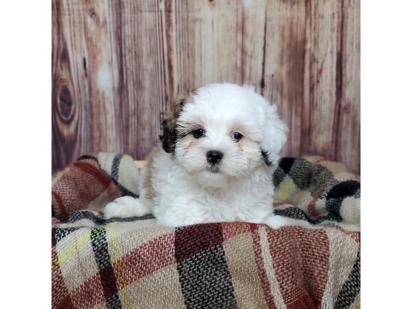 Shih Poo DOG Female Brown/White 16614 Petland Fairfield, Ohio