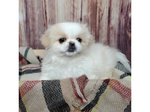 Pekingese DOG Male Cream/White 16615 Petland Fairfield, Ohio