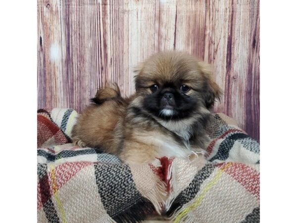 Pekingese DOG Female Brown/White 16616 Petland Fairfield, Ohio