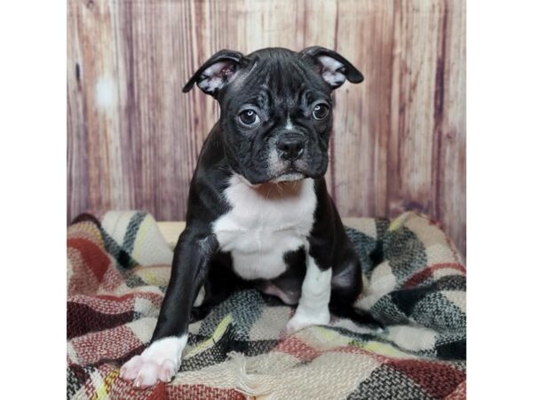 Boston Terrier DOG Female Black / White 16617 Petland Fairfield, Ohio