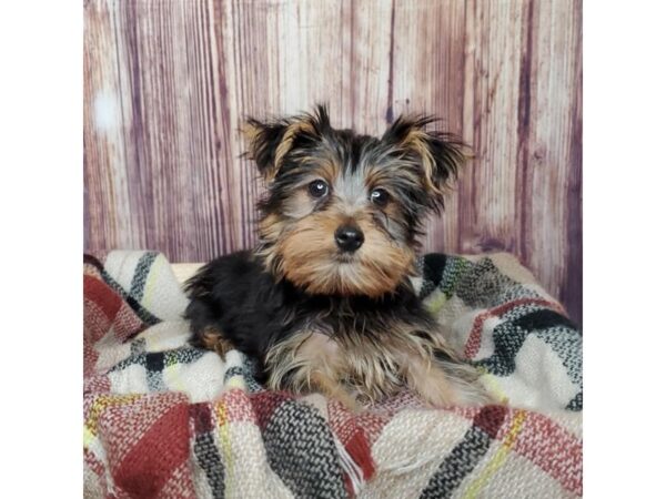 Yorkshire Terrier DOG Male Black / Tan 16618 Petland Fairfield, Ohio