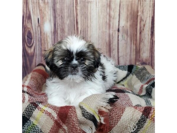 Shih Tzu DOG Male Brindle 16619 Petland Fairfield, Ohio