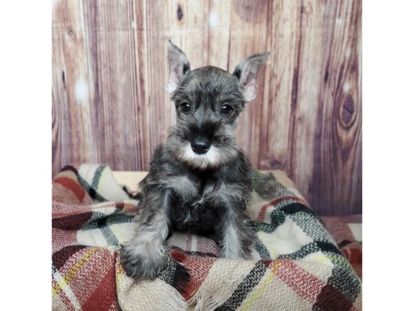 Miniature Schnauzer DOG Female Salt / Pepper 16620 Petland Fairfield, Ohio