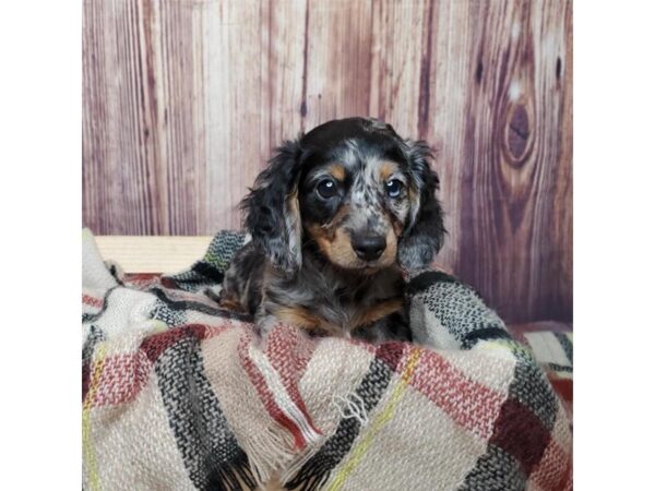 Dachshund DOG Male Black / Tan 16621 Petland Fairfield, Ohio